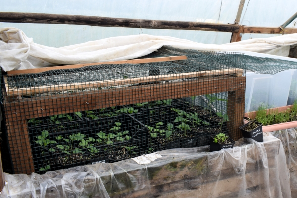 planten kooi bescherming tegen muizen en ratten