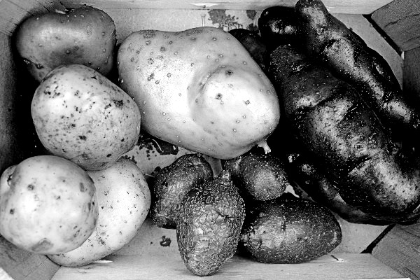 aardappel zwart wit