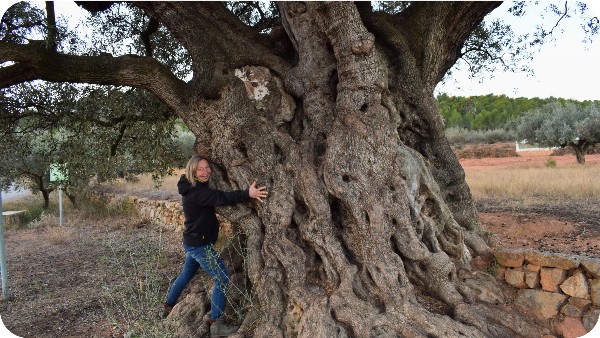 olijfboom van Moruda