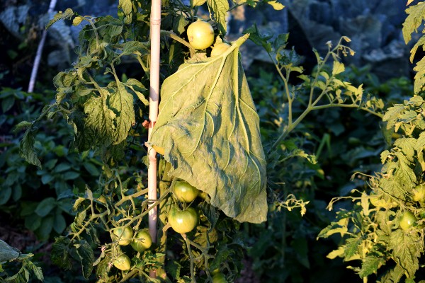 tomaten beschermen zonnebrand