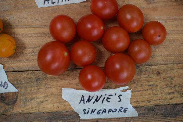 Annie Singapore