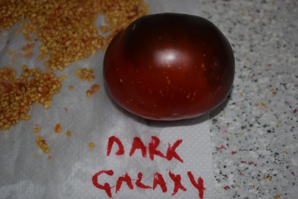 Tomaat Dark Galaxy
