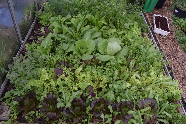 serre salad bar april