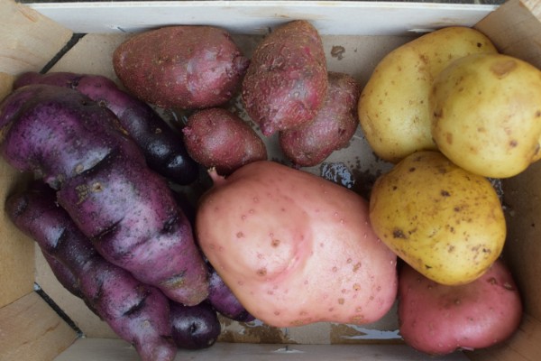 aardappel diversiteit