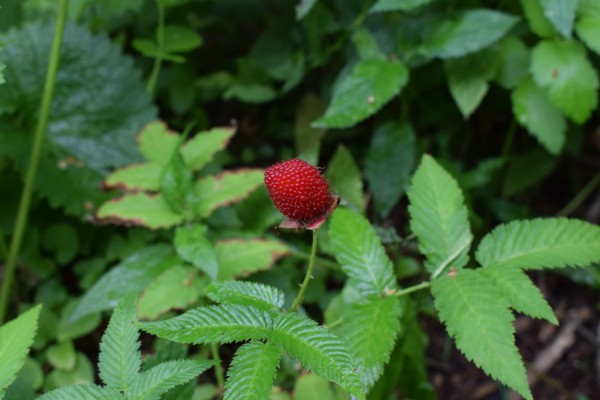 aardbeiframboos Rubus illecebrosus