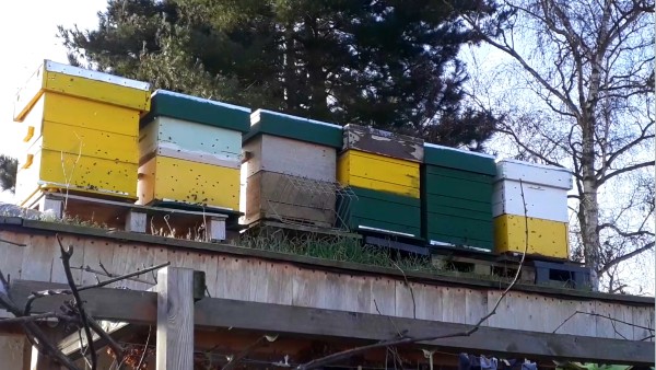 bijen op dak tuinhuis