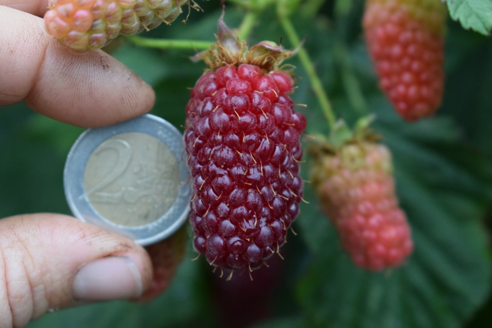 grote tayberry