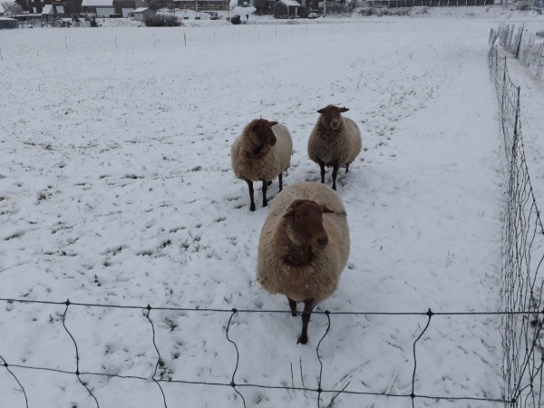 ardense vossekop sneeuw