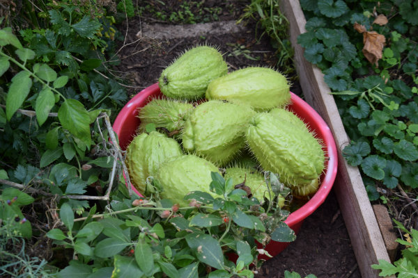 chayote oogst
