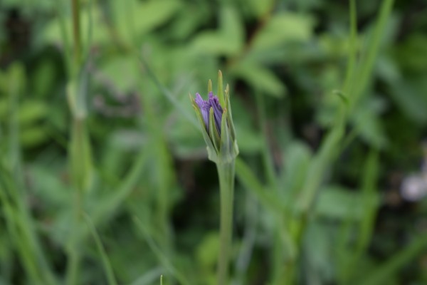 haverwortel gesloten bloem