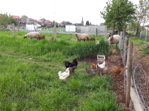 kippen en schapen nieuw perceel