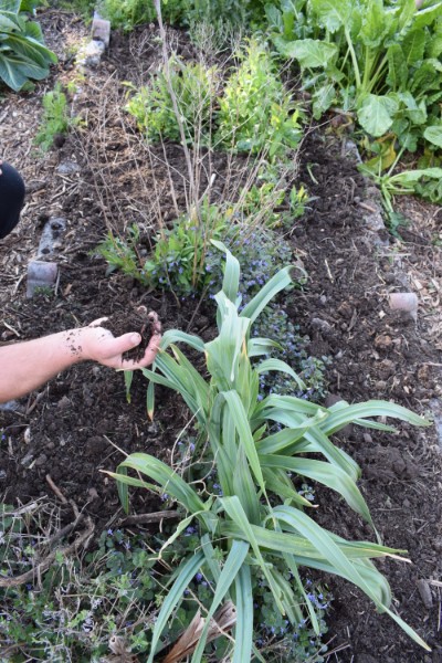 mulch compost