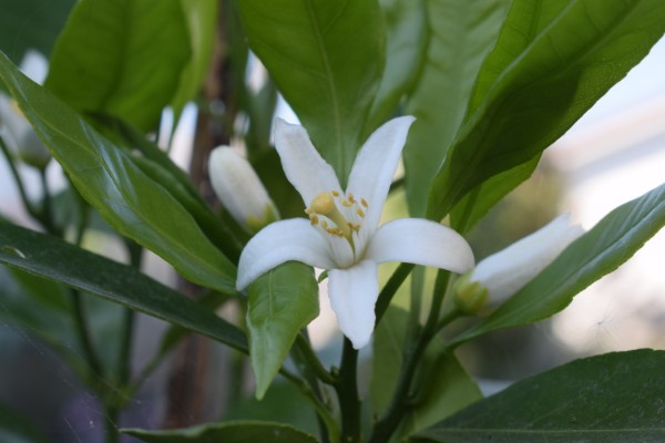 satsuma Okitsu in bloei