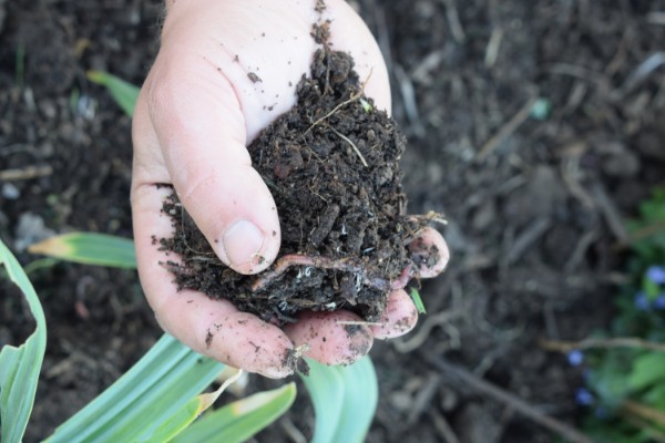 vochtige compost met regenworm