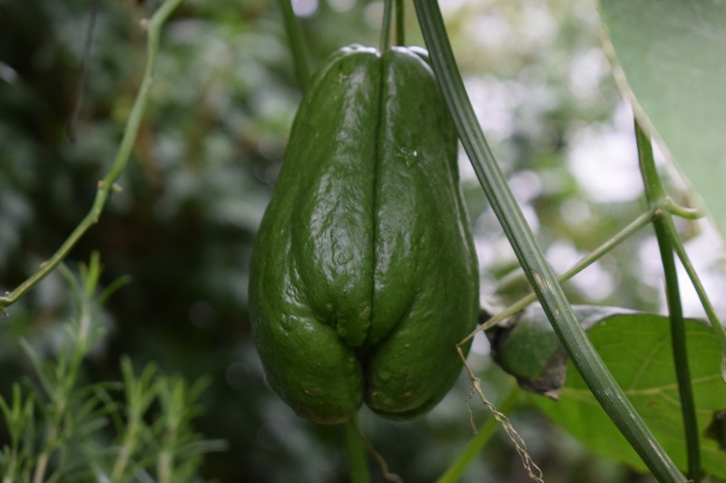 gladde Chayote buiten