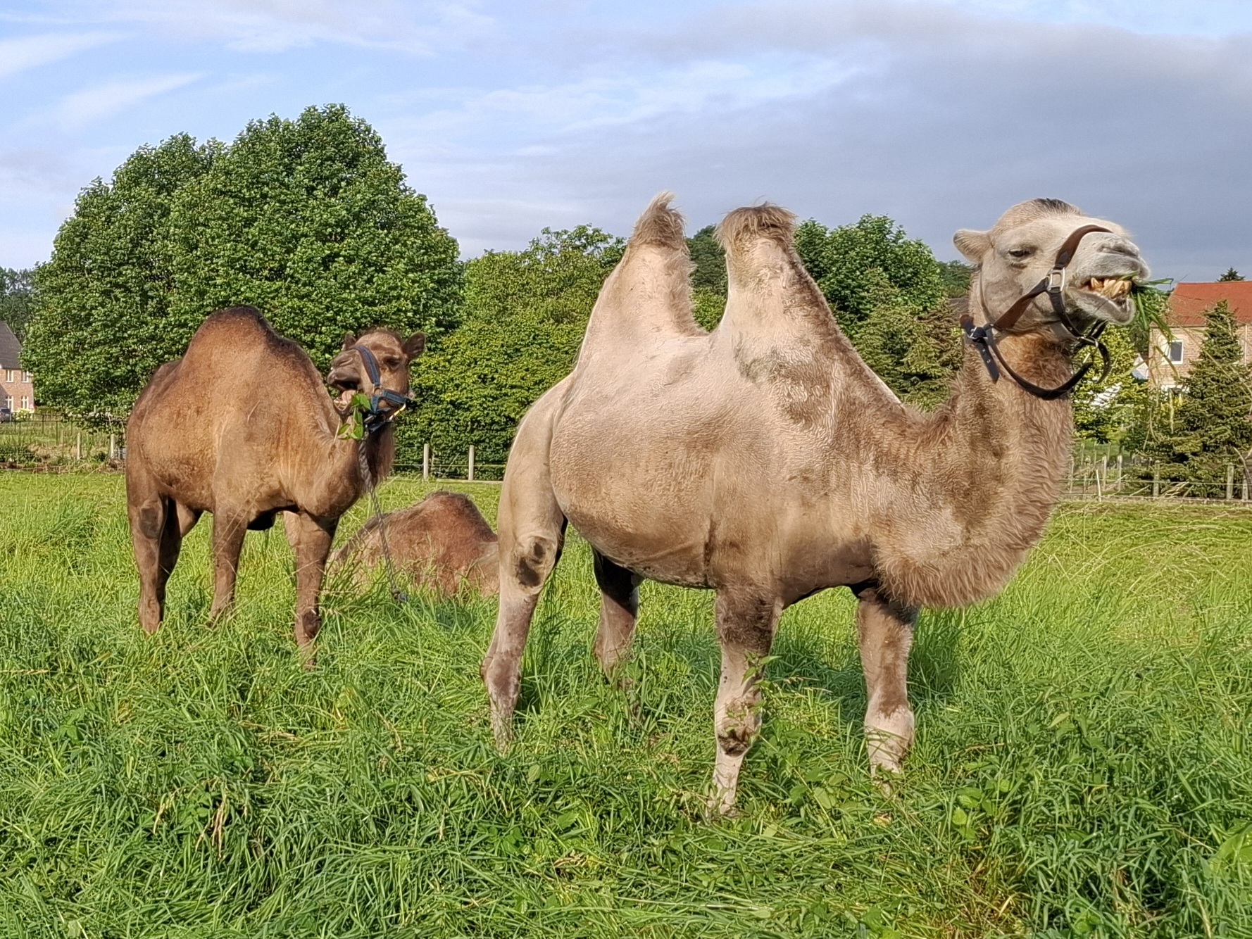 Circus Armanzo op bezoek