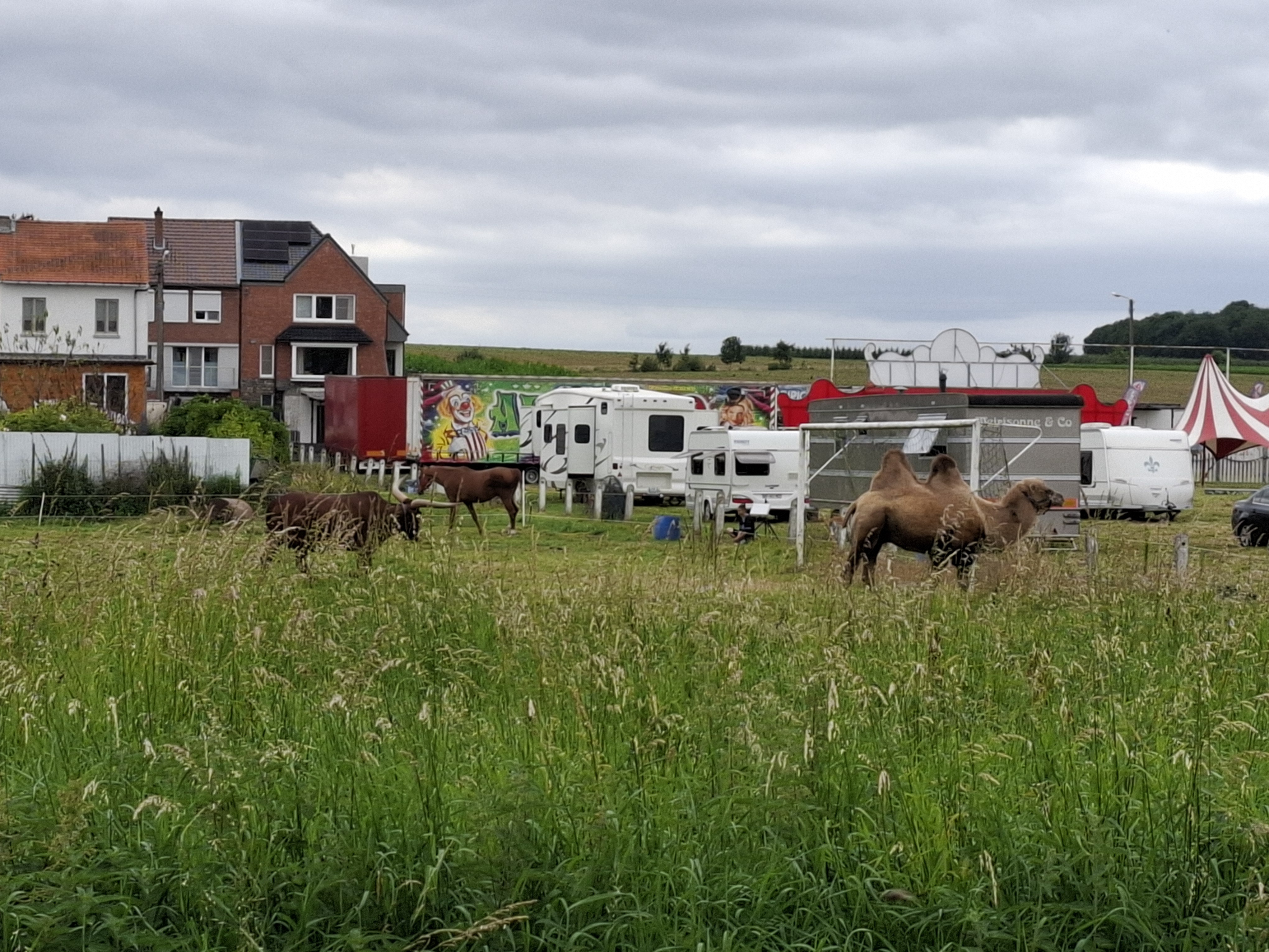 Circus Armanzo voetbalveld Gingelom