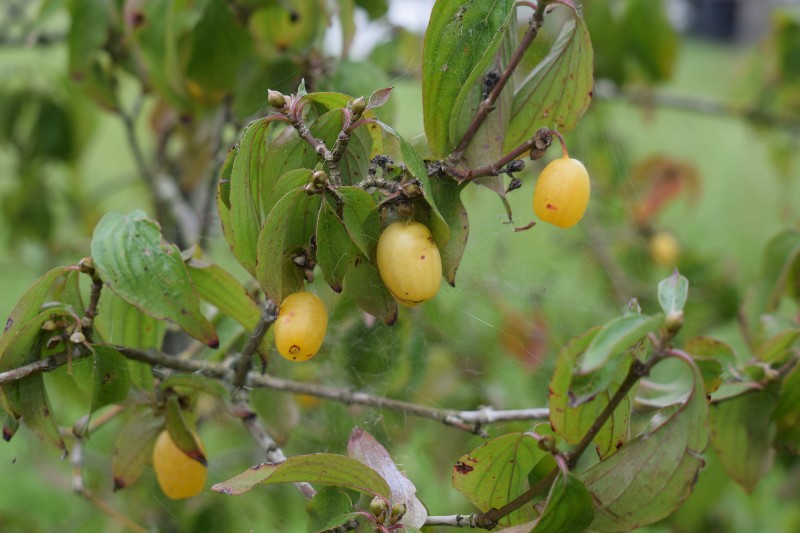 Cornus Yantarniy