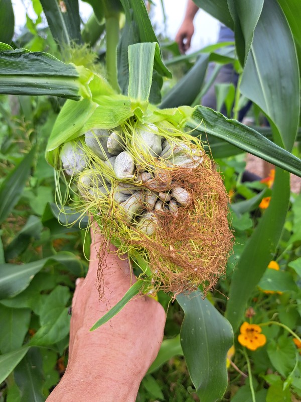 Huitlacoche suikermais Mezdi