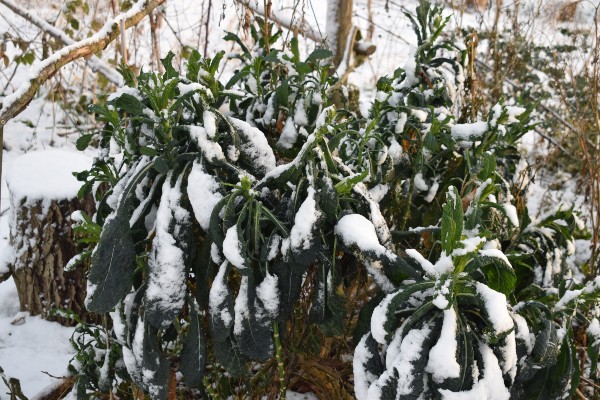 Old Growth Palm in de sneeuw