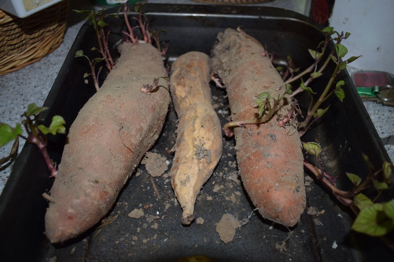 Zoete aardappel bijna een jaar in de bewaring