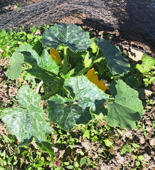 courgette Syria
