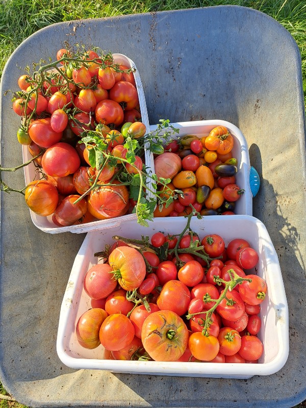 gebarsten tomaten