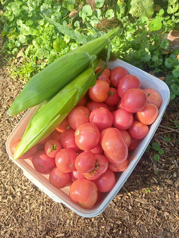 vroege tomaat Early Pink en suikermais Mezdi