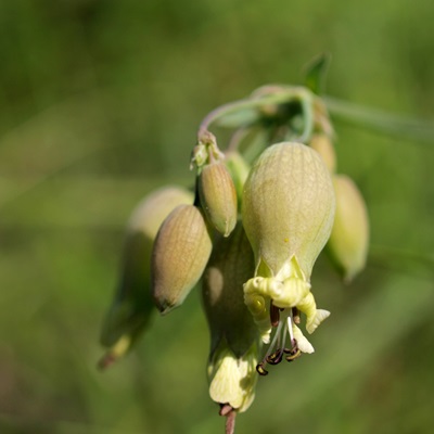 Silene vulgaris (Blaassilene)