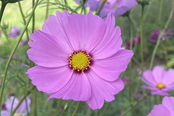 Cosmos bipinnatus 'mix roze-paars'