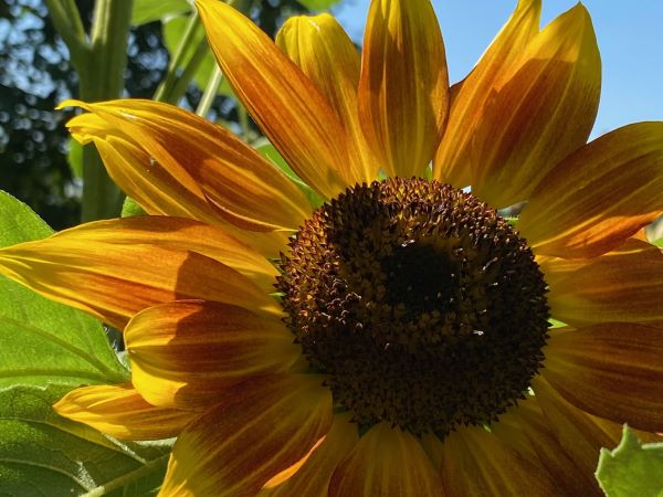 Zonnebloem (Helianthus annuus) 'mix van vertakkende zonnebloemen'
