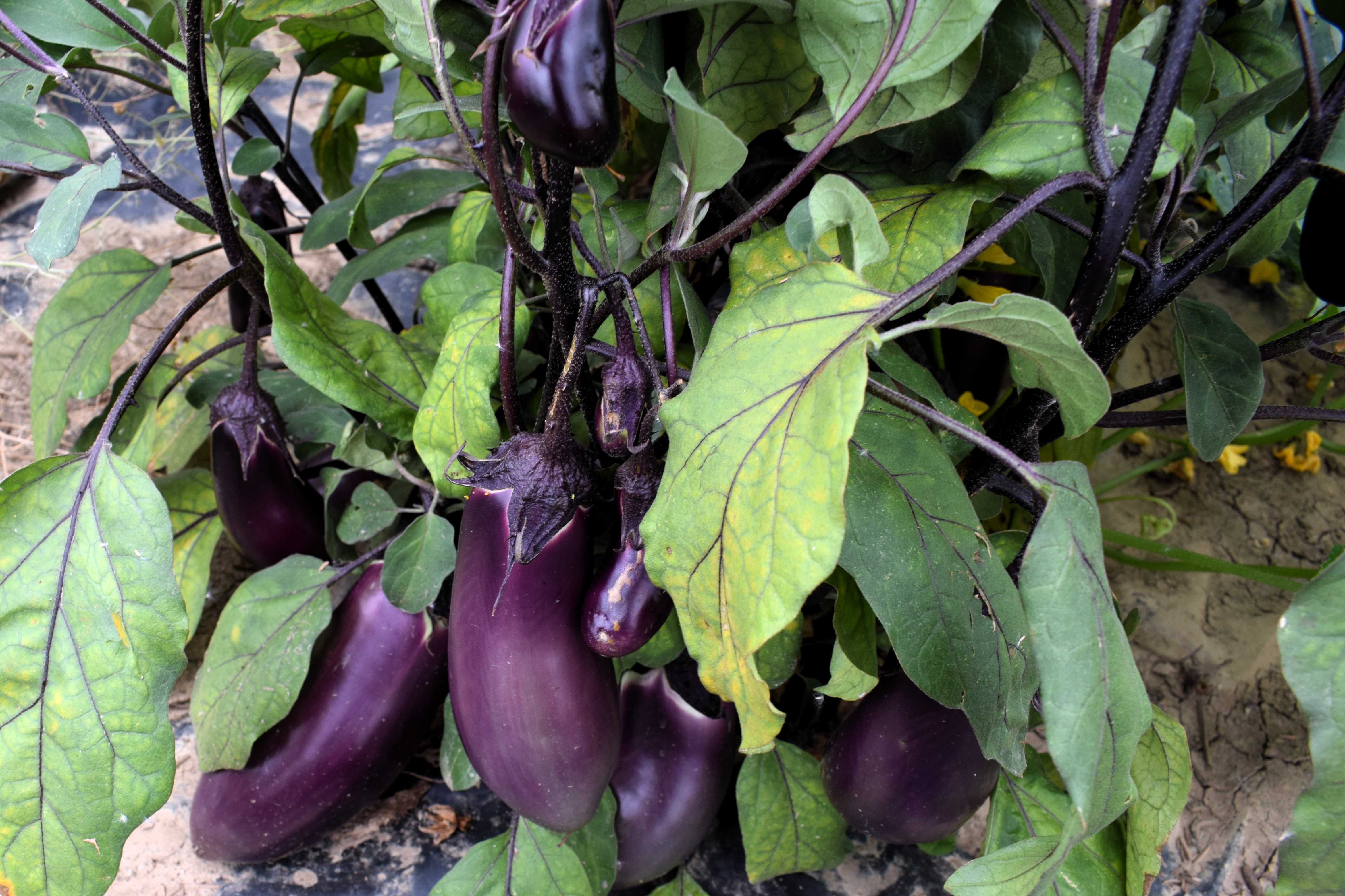 Buitenaubergine Benarys Blaukönigin