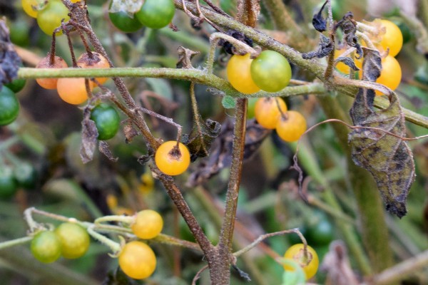 Solanum villosum 