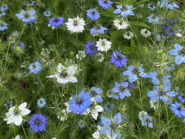 juffertje in het groen (Nigella damascena)