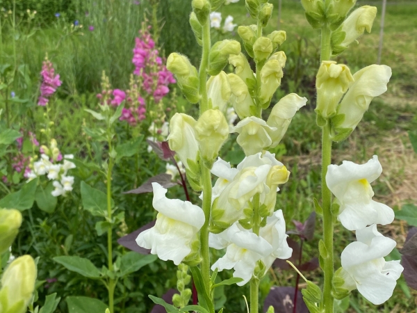 Leeuwenbekjes (Antirrhinum majus) 'mix roze/paars'