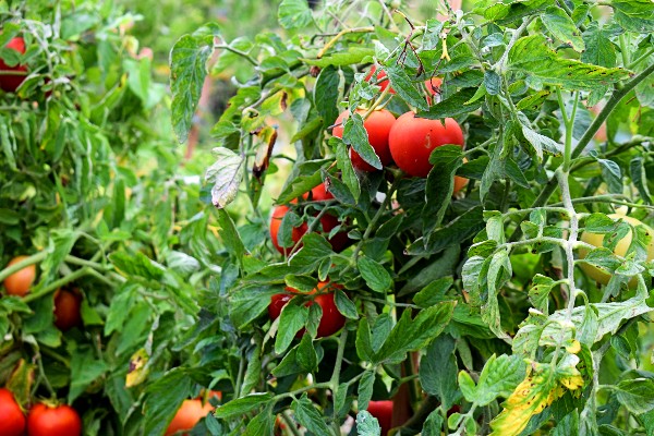 Resistente tomaat Primabella