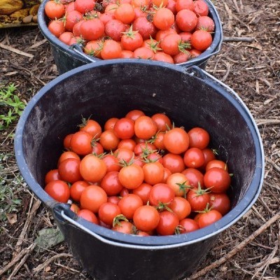 resistente tomaat