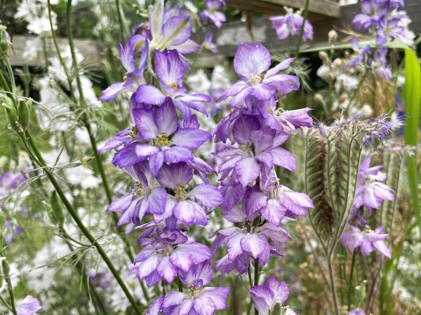 Consolida ajacis 'Misty Lavender' (lila ridderspoor)