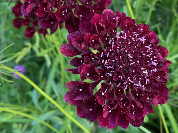 Grootbloemig duifkruid (Scabiosa atropurpurea) 'mix roze/wit/(donker)paars'