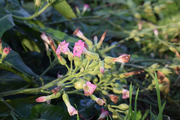 Boerentabak (Nicotiana rustica) roze