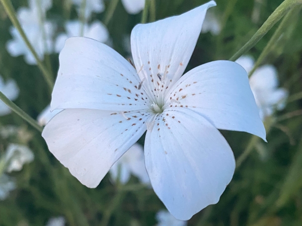 Witte bolderik