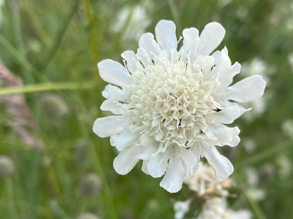 Scabiosa ochroleuca