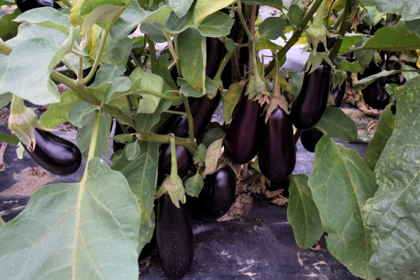 Buitenaubergine Zora