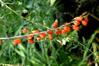 Goji