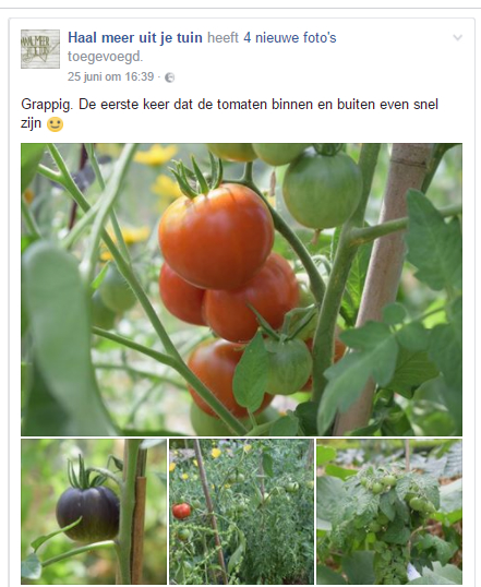 vroege tomatenrassen
