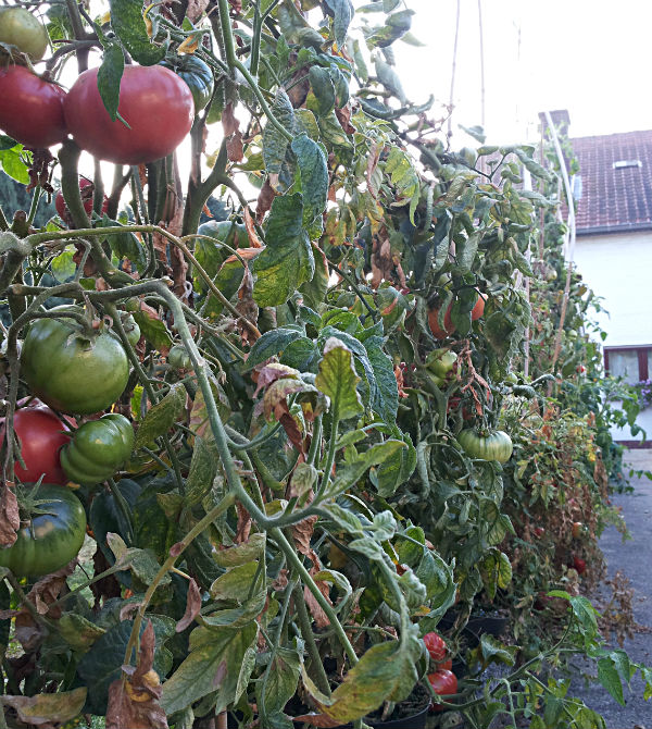 tomaten in pot aan tuinpad