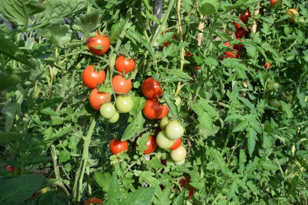 gezonde plant gezond zaad