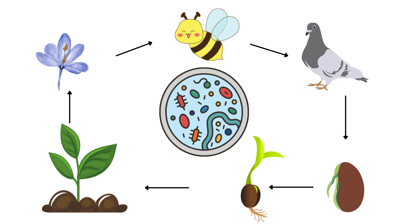 symbioses